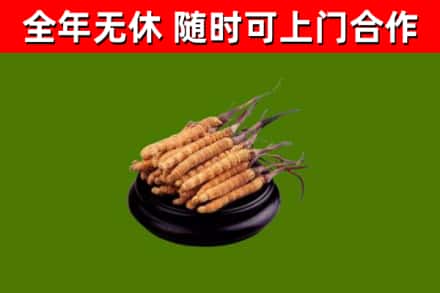 龙南回收冬虫夏草